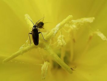 Close-up of insect