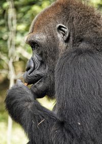 Portrait of black gorilla 