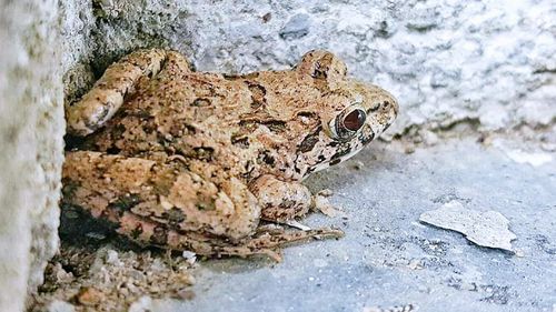 Close-up of lizard