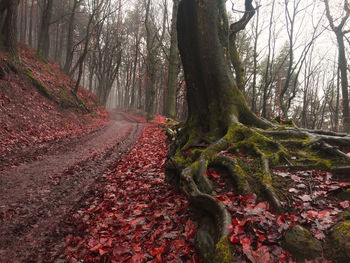 Leaves amidst trees in forest during autumn