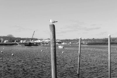 Bird perching on wooden post against sky