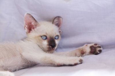 Portrait of a cat lying down