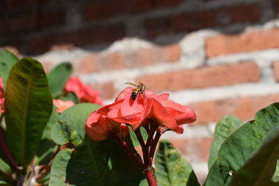 Close-up of insect on red flower