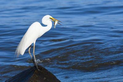 Close-up of bird perching on lake