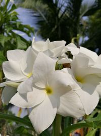 Close-up of white flowers blooming outdoors