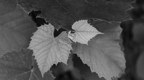 High angle view of leaves on plant