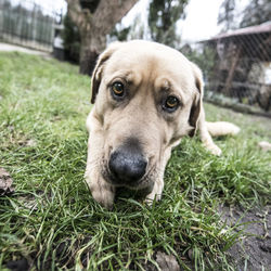 Close-up portrait of dog on grass