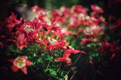 Close-up of pink flowering plants