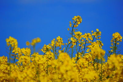 Yellow flowering plant against clear blue sky