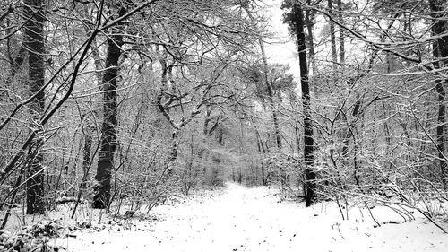 Bare trees in forest during winter