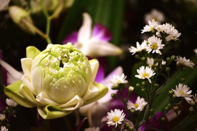 Close-up of white flowering plant