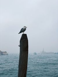 Seagull perching on sea against clear sky with venice skyline and lagoon in the background 