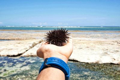 Close-up of hand holding sea urchin at beach against sky