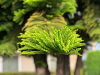 Close-up of green leaves