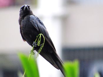 Close-up of bird perching on a plant