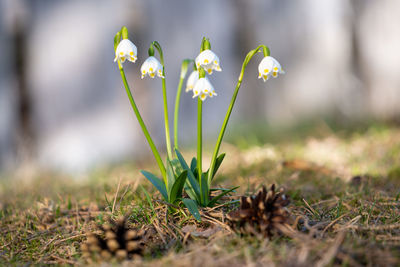 Close-up of purple crocus flowers on field