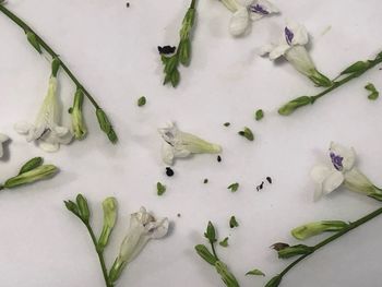High angle view of chopped vegetables on white plate