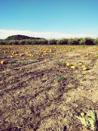 Scenic view of field against clear sky