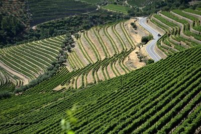 High angle view of terraced vineyard