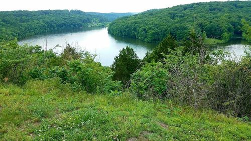 Scenic view of lake in forest