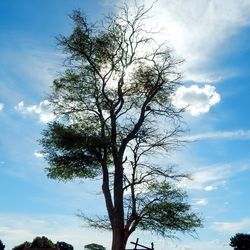 Low angle view of tree against sky