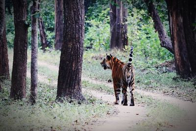 Tiger standing at forest