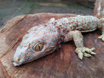 Close-up of a lizard