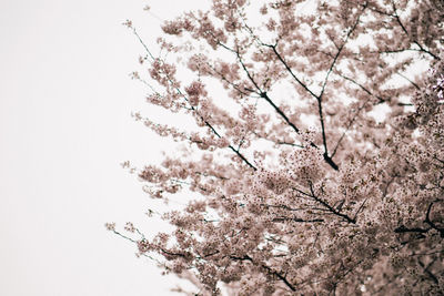 Low angle view of flowers on tree