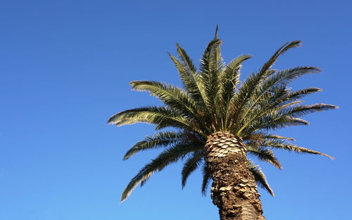 Low angle view of palm tree against clear blue sky