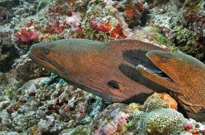 A pair of giant moray eels peeks out of their burrow in a coral reef. they is brown with dark spots.