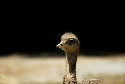 Close-up of pterocnemia pennata - bird portrait on a black background