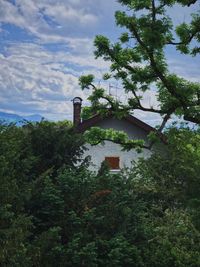 Low angle view of tree by building against sky