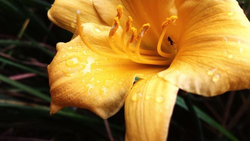 Close-up of yellow flowers