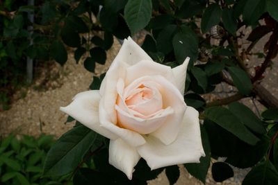 Close-up of rose blooming outdoors