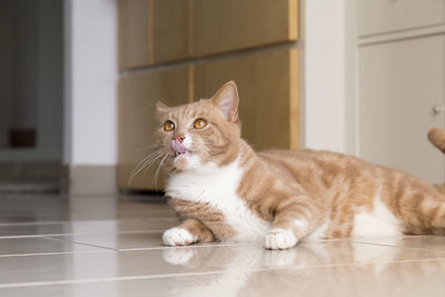 Close-up of a cat looking away