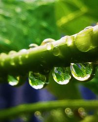 Close-up of water drops on plant