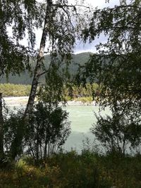 Scenic view of lake in forest against sky