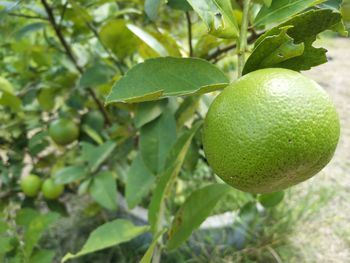 Close-up of fruits on tree