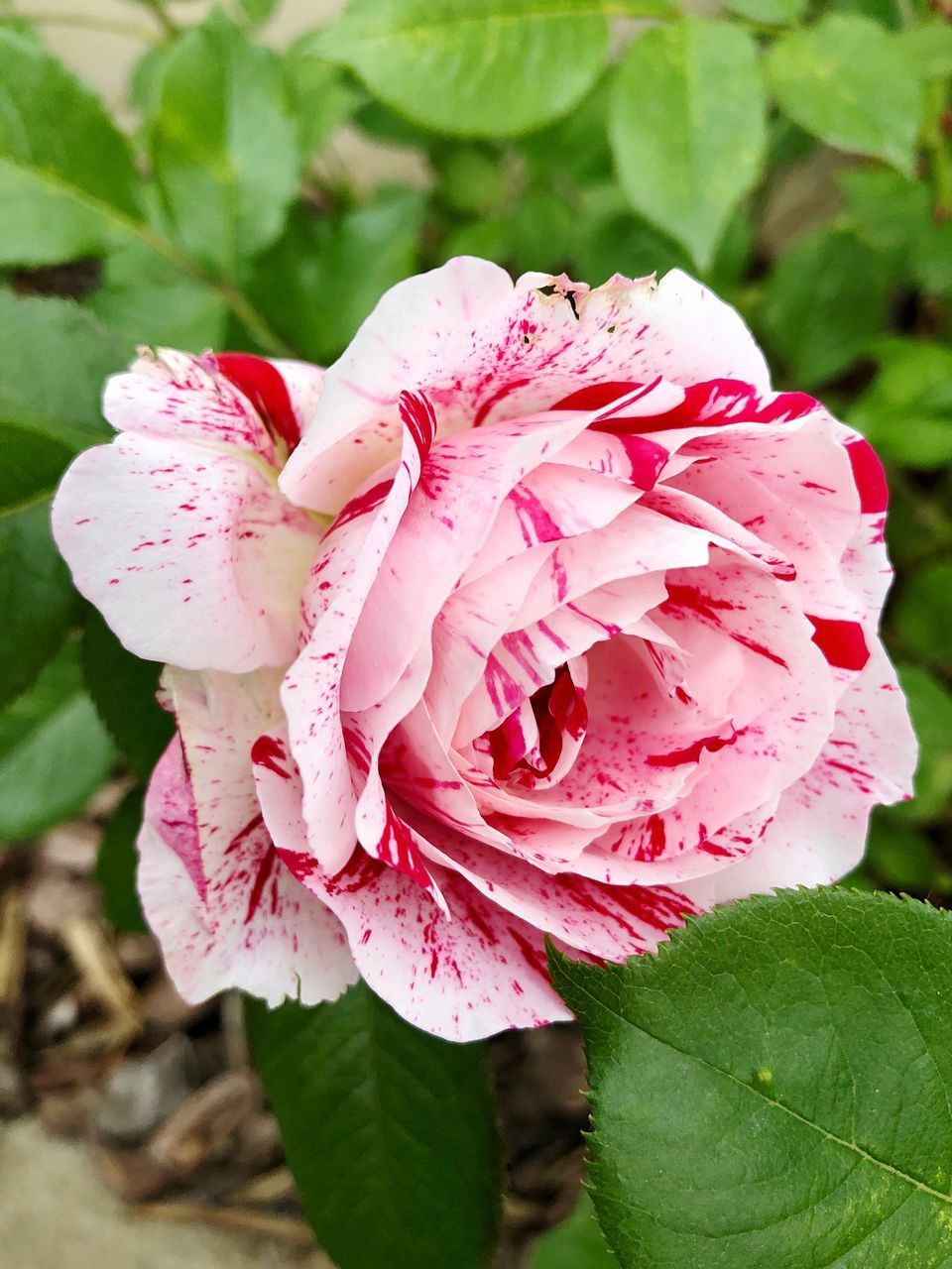 CLOSE-UP OF PINK ROSES