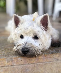 Close-up portrait of a dog