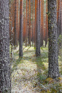 Trees in forest