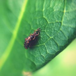 Close-up of insect on leaf