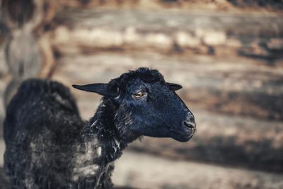 Close-up of goat