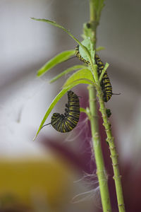 Close-up of green leaf on plant