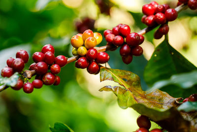 Close-up of cherries on tree