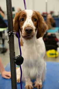 Close-up of a dog standing on a grooming table looking away in a narrow depth of field