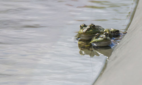 High angle view of frog in lake