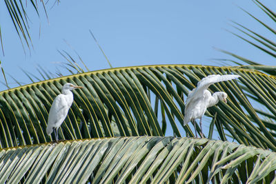 Low angle view of bird perching on palm tree against sky