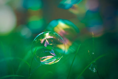 Close-up of bubbles