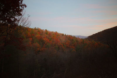 Scenic view of forest against sky during autumn